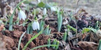 Кокичетата