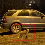 Лисици в ж.к. "Младост"