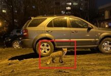 Лисици в ж.к. "Младост"