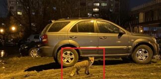 Лисици в ж.к. "Младост"