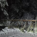 Паднало дърво