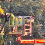 Резитба на дървета