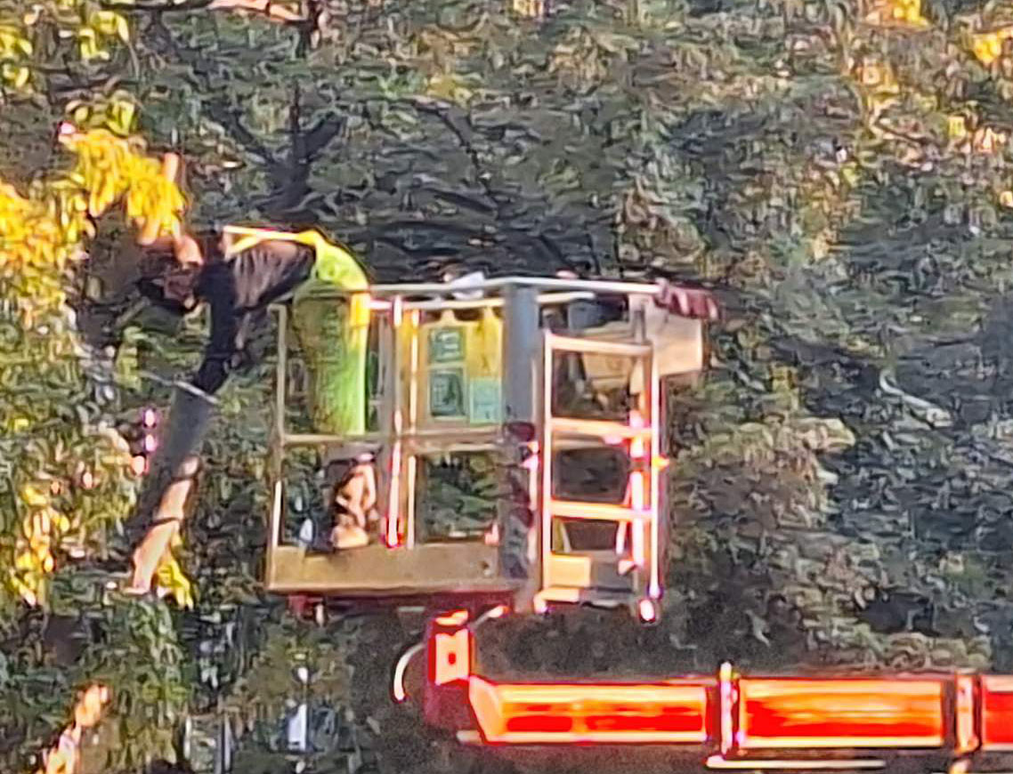 В от днес започна премахването на сухи и опасни дървета