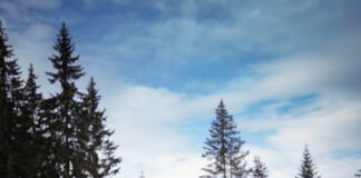 Ски зона Пампорово