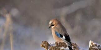 Ветровито и хладно време