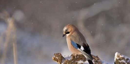 Ветровито и хладно време