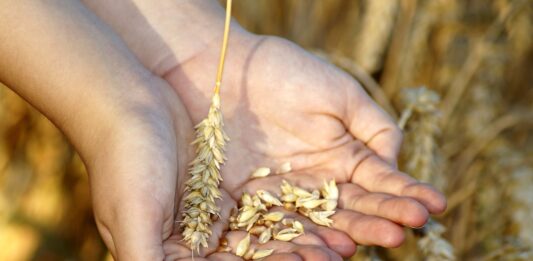 Зърнопроизводители в готовност за протест