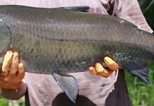Бигмаут буфало