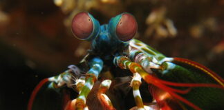 Богомолковата скарида