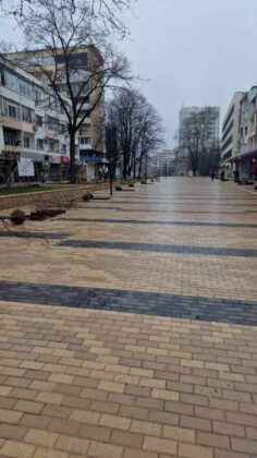 Дърветата в центъра на Добрич