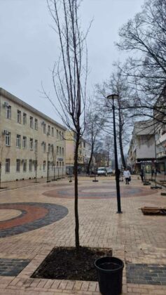 Дърветата в центъра на Добрич