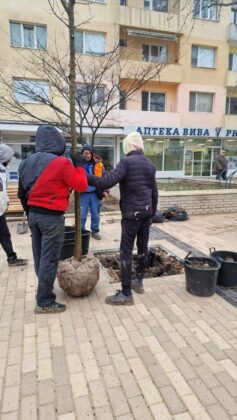 Дърветата в центъра на Добрич