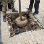 Дърветата в центъра на Добрич