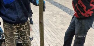 Дърветата в центъра на Добрич