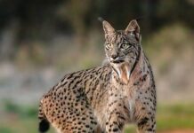 Иберийският рис