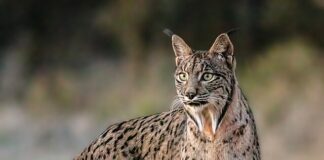 Иберийският рис