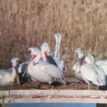 Къдроглави пеликани