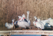 Къдроглави пеликани