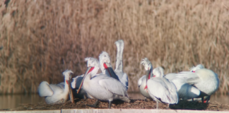 Къдроглави пеликани