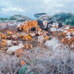 Кения,Животни