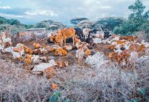 Кения,Животни