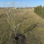 Масив с маслинови дръвчета