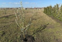 Масив с маслинови дръвчета