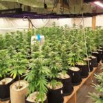 Наркооранжерия