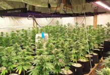 Наркооранжерия