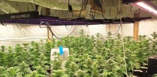 Наркооранжерия