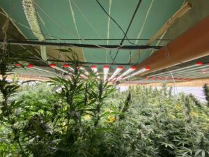 Наркооранжерията