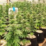 Наркооранжерия