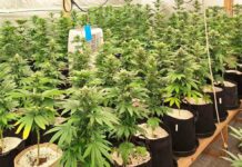 Наркооранжерия