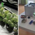 Наркооранжерия в Ахелой