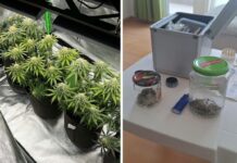 Наркооранжерия в Ахелой