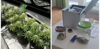 Наркооранжерия в Ахелой