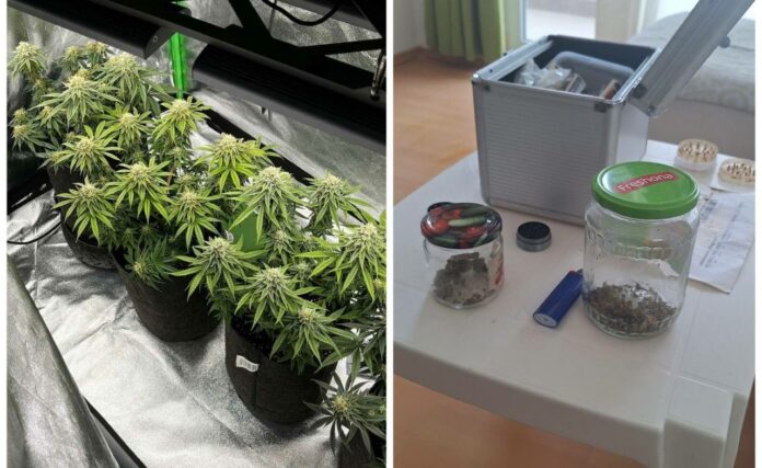 Наркооранжерия в Ахелой