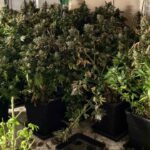 Наркотици във Варна