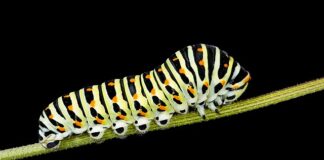 Отровни гъсеници