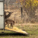 Разселване на елените