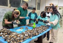 Загинали птици чинки край Копривщица