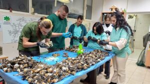  Загинали птици чинки край Копривщица 