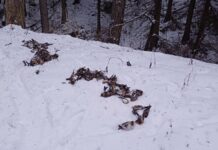 Загиналите защитени птици