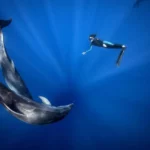 Плуване с делфини