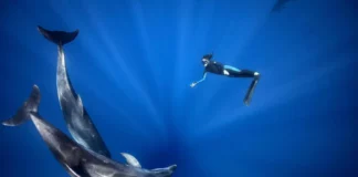 Плуване с делфини