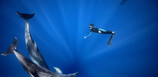 Плуване с делфини