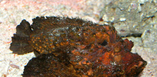 Каменна риба