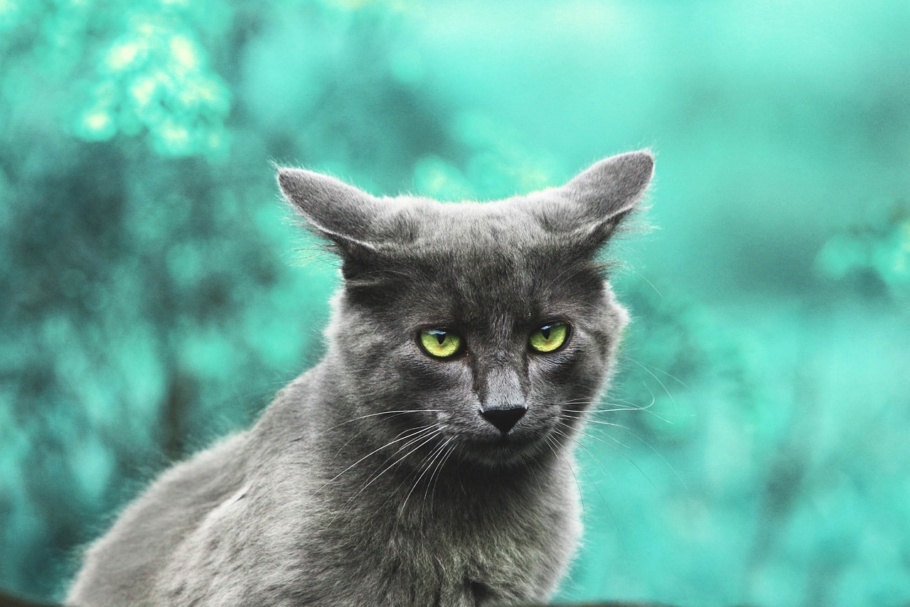 В се издирва котката Томи – животното което помогна за