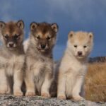 Гренландските впрегатни кучета