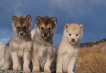 Гренландските впрегатни кучета